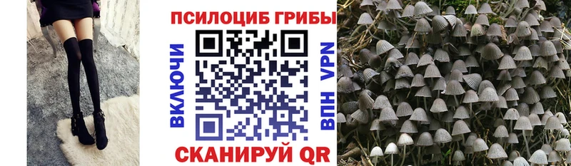 Купить закладки  Полесск  Галлюциногенные грибы мицелий 